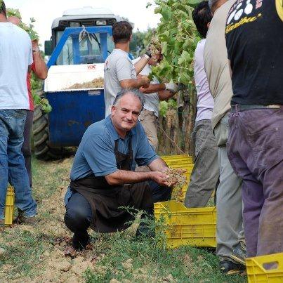 Luigi Harvesting the Grapes from his wineries in Italy
